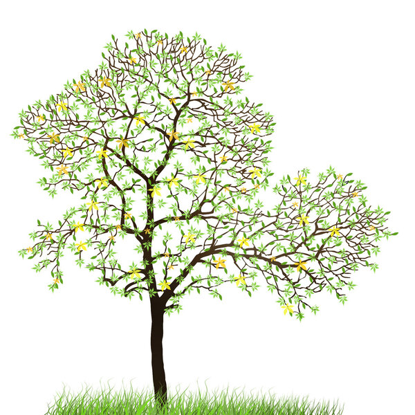 Spring tree with white background