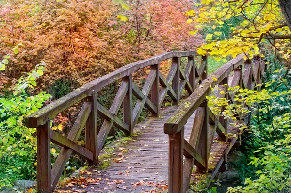 Orman içinde ahşap köprü — Stok fotoğraf
