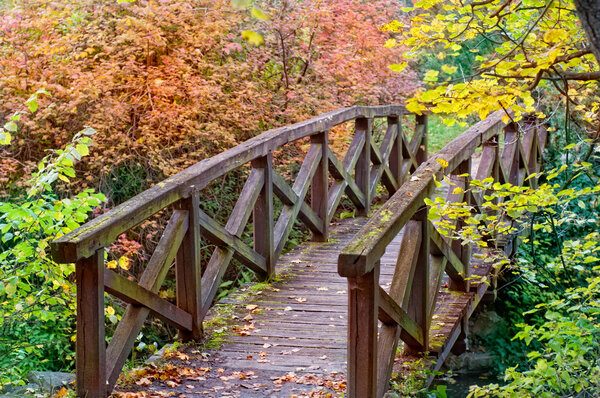 деревянный мост в лесу
