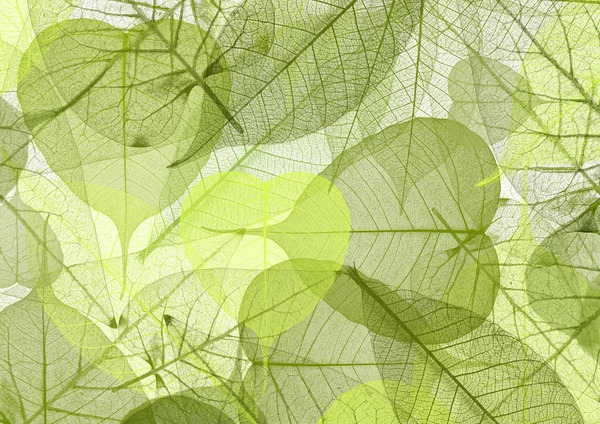 Leaf background — Stock Photo, Image