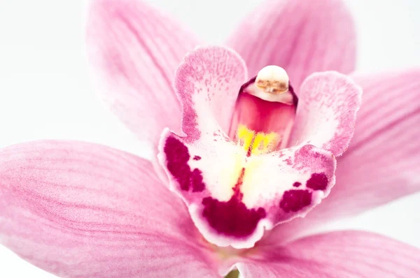 Orchidée isolée sur fond blanc — Photo