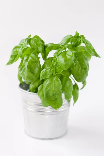 Basil in pot — Stock Photo, Image