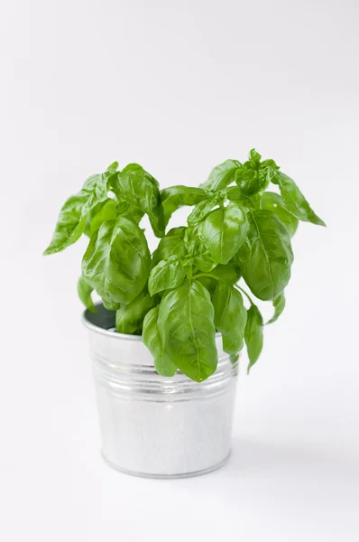 Basil in pot — Stock Photo, Image