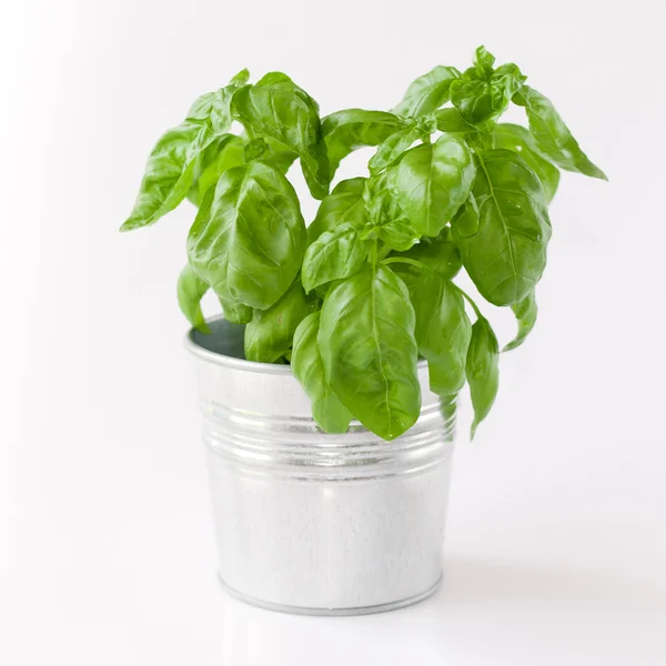 Basil in pot — Stock Photo, Image