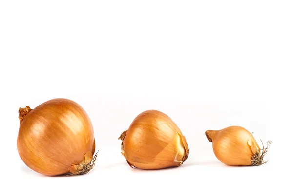 Three Onion isolated on white background — Stock Photo, Image