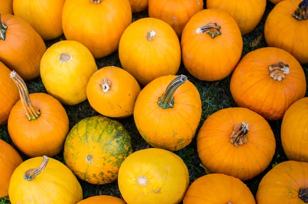 Pumpkins — Stock Photo, Image