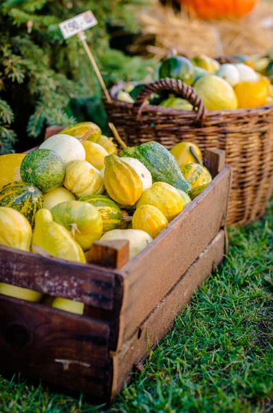 Various pumpkins — Stock Photo, Image