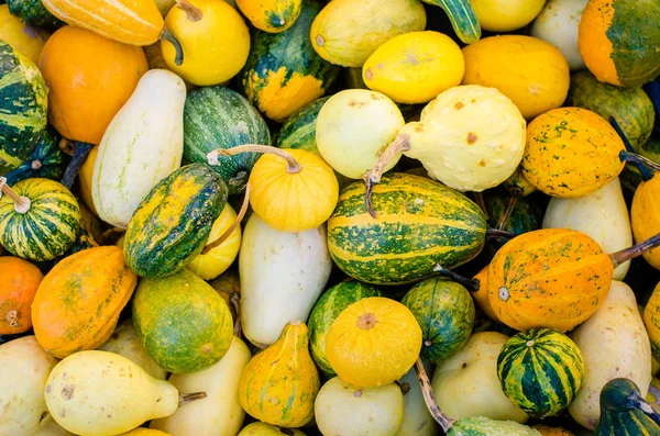 Various pumpkins — Stock Photo, Image