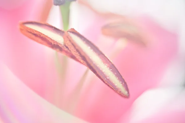 Primer plano de la flor rosa — Foto de Stock