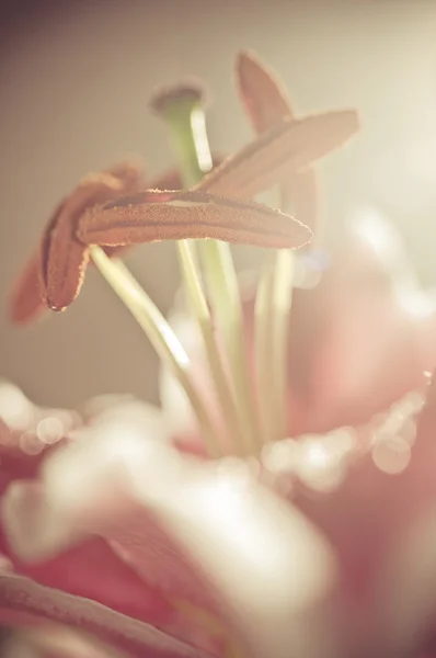 ピンクの花のクローズアップ — ストック写真