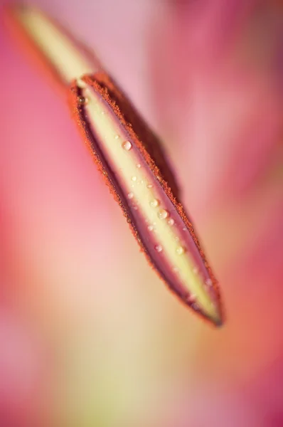 Primer plano de la flor rosa — Foto de Stock