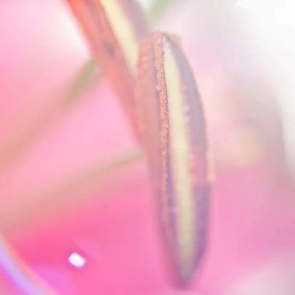 Closeup of pink flower — Stock Photo, Image