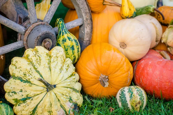 Pumpkins - various kinds — Stock Photo, Image