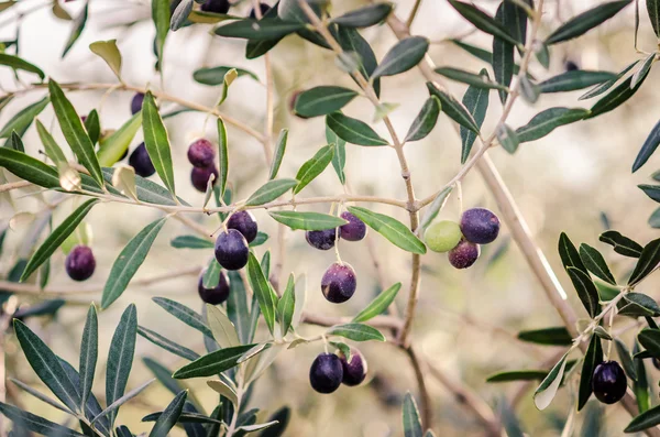 Mature olives on tree. — Stock Photo, Image