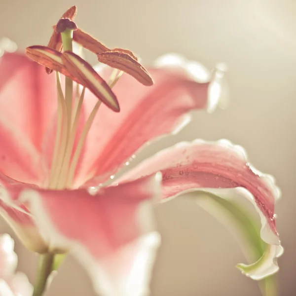 Крупный план розового цветка — стоковое фото