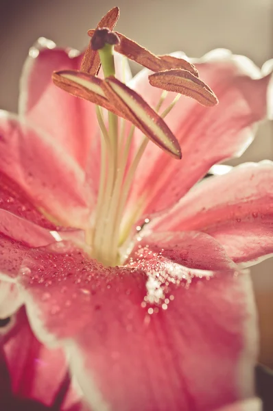 Close-up van roze bloem — Stockfoto