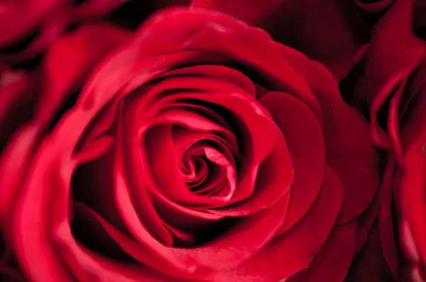 Rote Rose — Stockfoto