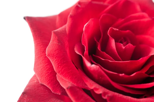 Rote Rose — Stockfoto