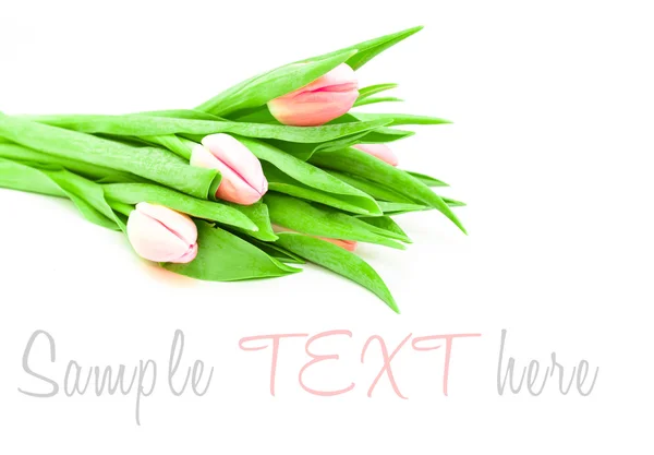 Rózsaszín tulipán fehér háttér — Stock Fotó