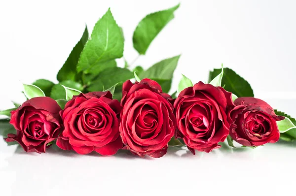 Růže parta — Stock fotografie