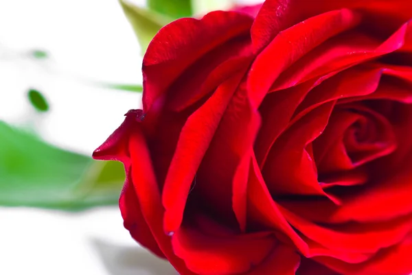 Rote Rose — Stockfoto