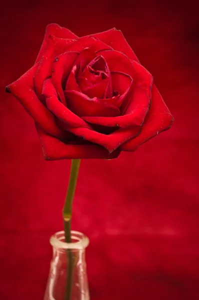 Red rose — Stock Photo, Image