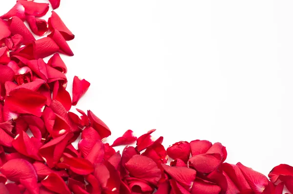 Red rose petals — Stock Photo, Image