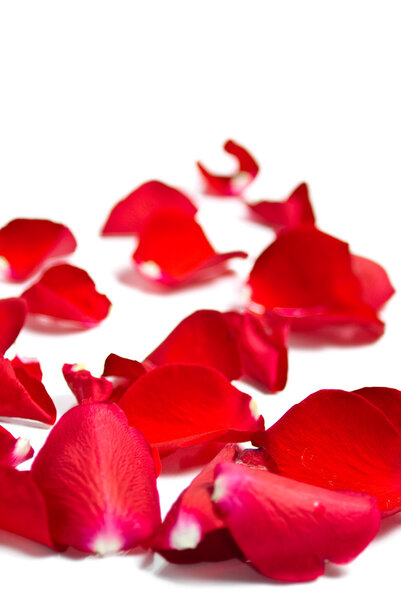 Red rose petals