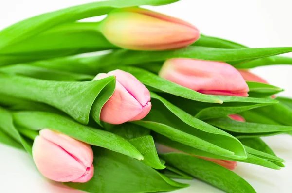Pink tulips on white background — Stock Photo, Image