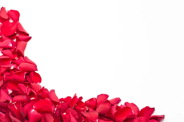 Red rose petals — Stock Photo, Image