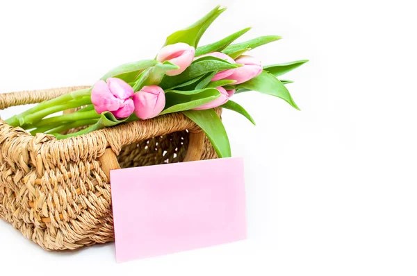 Rózsaszín tulipán fehér háttér — Stock Fotó