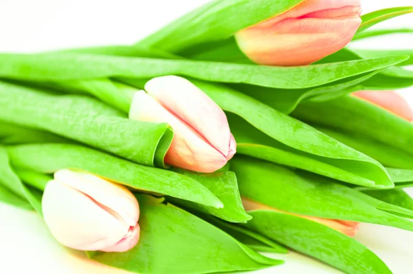 Tulipes roses sur fond blanc — Photo