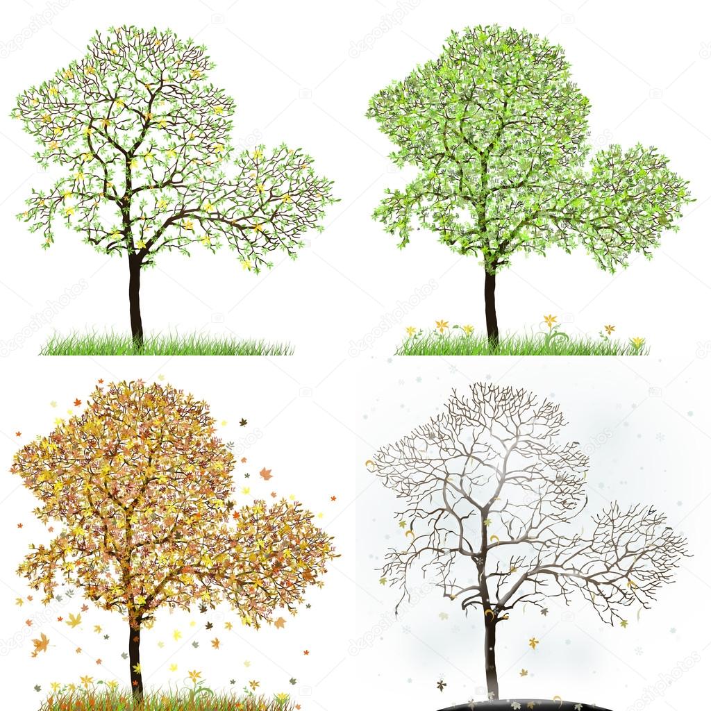 Four season trees