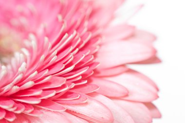 pembe daisy-gerbera ait closeup fotoğraf