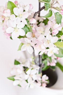 Beyaz kiraz çiçekleri