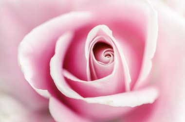 Softness pink rose