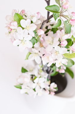 Beyaz kiraz çiçekleri