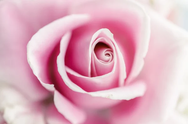 Weichheit rosa Rose — Stockfoto