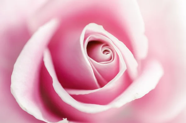 Myk rosa rose – stockfoto