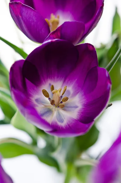 Świeże tulipany z bliska — Zdjęcie stockowe
