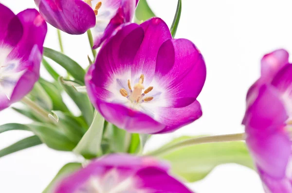 Nové růžové tulipány — Stock fotografie