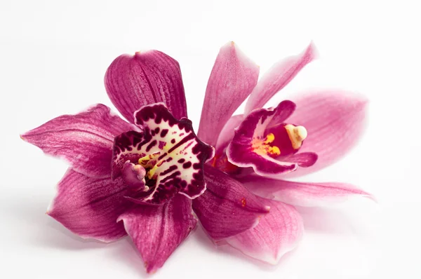 Orchid isolated on white background — Stock Photo, Image