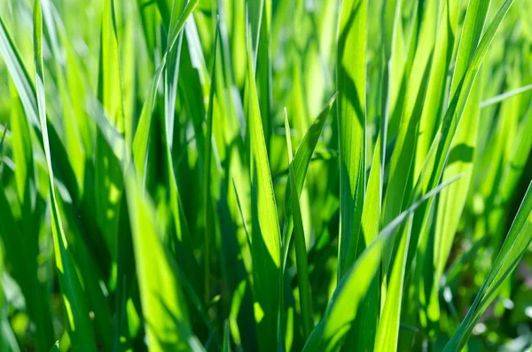 Green grass background — Stock Photo, Image