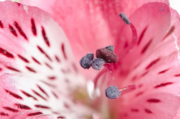 Красивая розовая орхидея на белом фоне — стоковое фото
