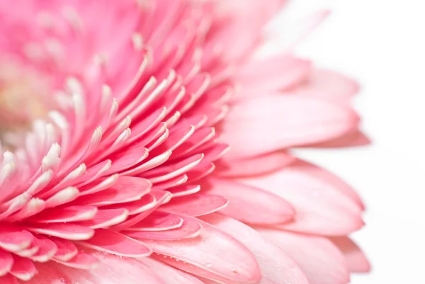 Foto de primer plano de margarita rosa-gerbera — Foto de Stock
