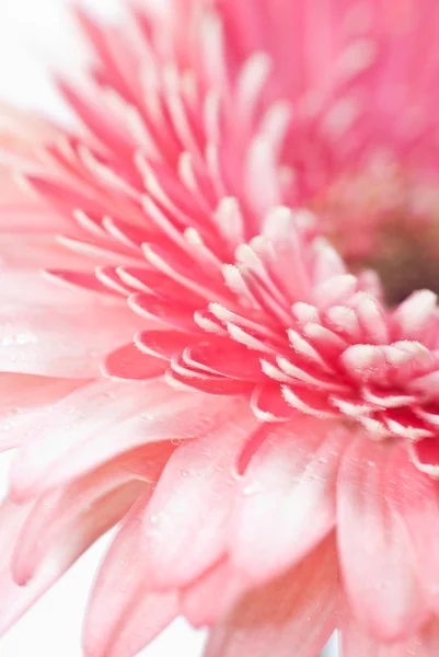 Nahaufnahme Foto von rosa Gänseblümchen-Gerbera — Stockfoto