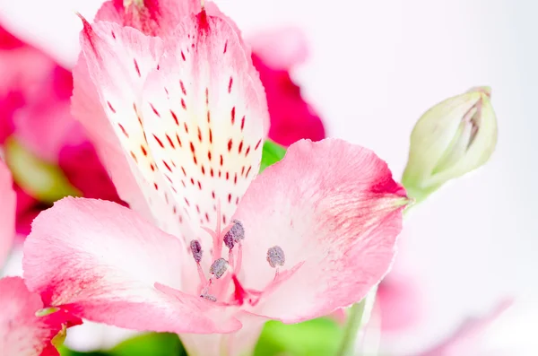 白い背景の美しいピンクの蘭 — ストック写真