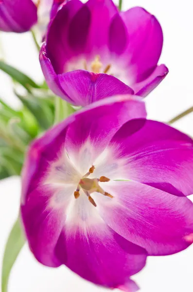 Fresh pink tulips — Stock Photo, Image