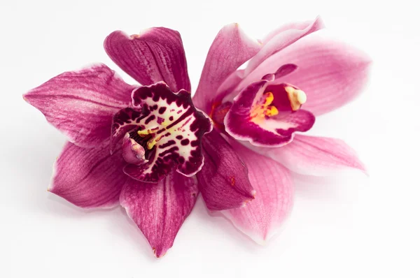 Orchideeën op witte achtergrond — Stockfoto