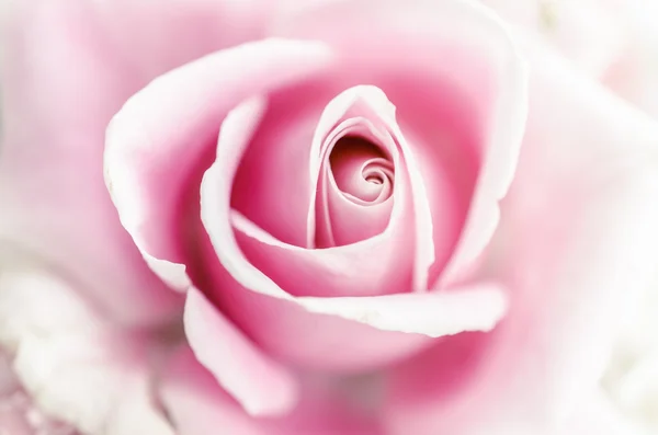 Weichheit rosa Rose — Stockfoto